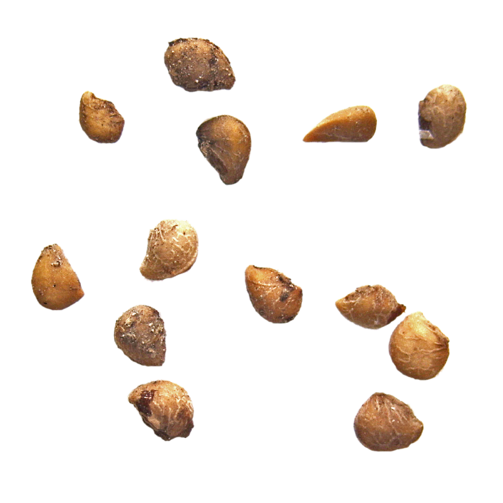 Paprastoji žemuogė (Fragaria vesca)